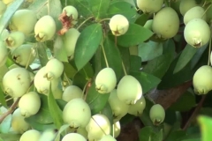 Unripe-Myrtle-berries-on-the-tree