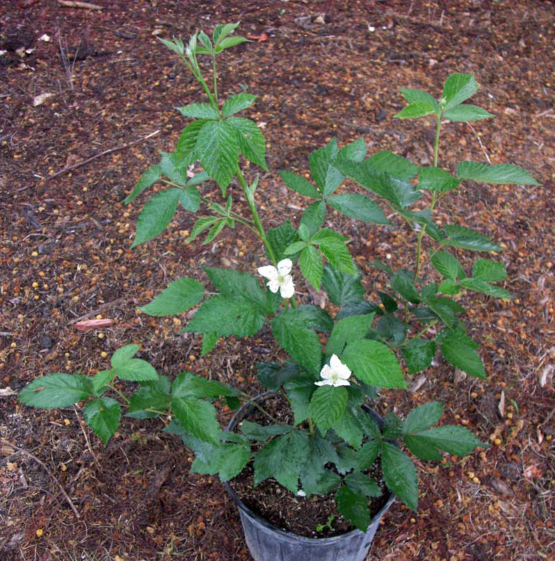 Mysore-raspberry-plant