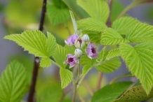 Leaves-of-Mysore-raspberry