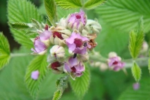 Mysore-raspberry-close-up-flowers