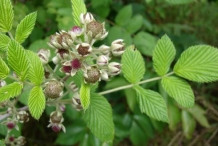 Mysore-raspberry-flower-buds