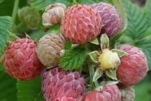 Mysore-raspberry-fruits