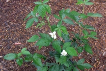 Mysore-raspberry-plant