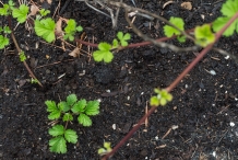 Mysore-raspberry-seedlings