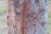 Nance-fruit-bark