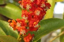 Nance-fruit-flower