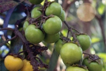 Nance-fruit-green