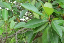 Nance-fruit-leaves