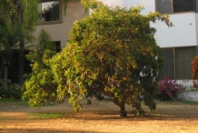 Nance-fruit-tree