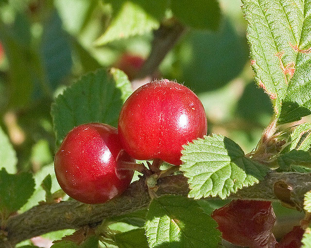 Closer-view-of-fruits-of-Nanking-cherry