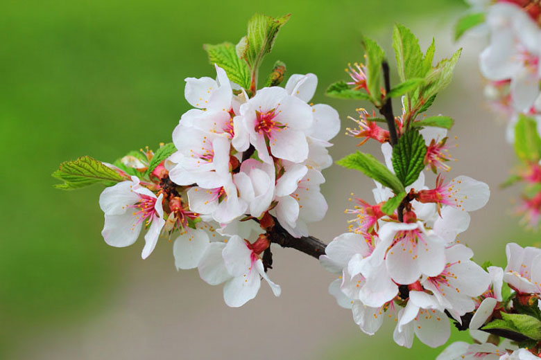 Flowers-of-Nanking-cherry