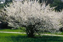 Nanking-cherry-plant-during-flowering