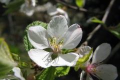 Closer-view-of-flower-of-Nanking-cherry