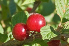Closer-view-of-fruits-of-Nanking-cherry