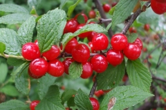 Fruits-of-Nanking-cherry