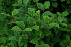 Leaves-of-Nanking-cherry