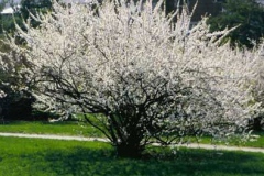 Nanking-cherry-plant-during-flowering