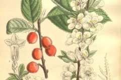 Plant-illustration-of-Nanking-cherry