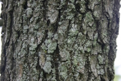 Bark-of-Nannyberry