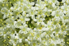 Closer-view-of-flower-of-Nannyberry-