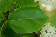 Closer-view-of-leaf-of-Nannyberry