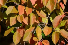 Fall-leaves-of-Nannyberry