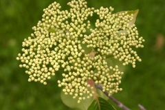 Flower-buds-of-Nannyberry