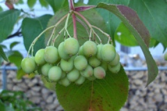 Immature-fruits-of-Nannyberry