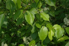 Leaves-of-Nannyberry