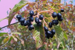 Mature-Nannyberry