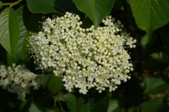 Nannyberry-Flower