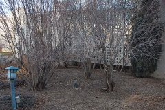 Nannyberry-Plant-during-winter