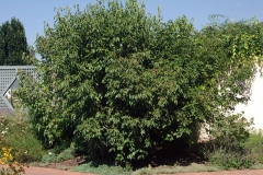 Nannyberry-Plant