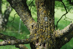 Nannyberry-trunk
