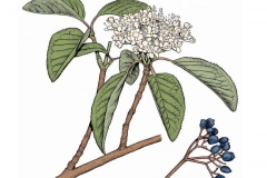 Plant-Illustration-of-Nannyberry