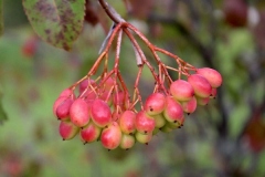 Ripening-Nannyberry-fruits
