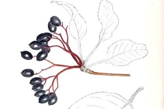 Sketch-of-Nannyberry