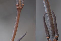 Twigs-and-buds-of-Nannyberry