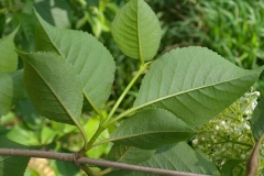 Ventral-view-of-leaves-of-Nannyberry
