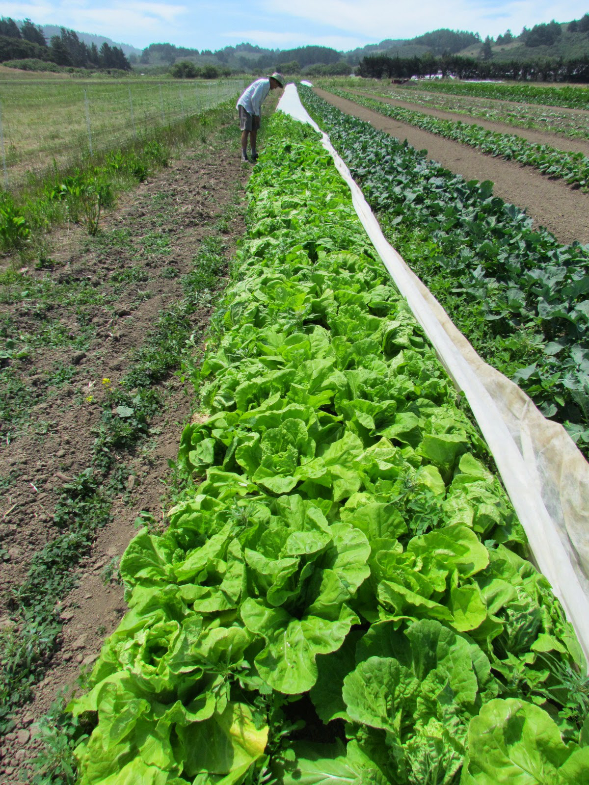 Napa-cabbage-farm