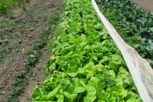 Napa-cabbage-farm