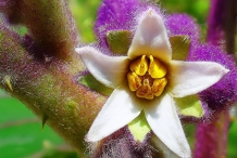 Naranjilla-close-up-flowers
