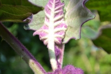 Naranjilla-flower-buds