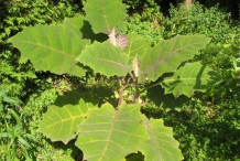 Naranjilla-leaves