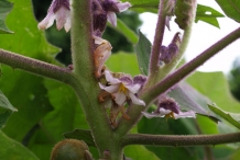 Naranjilla-stem