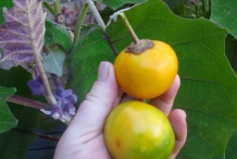Naranjilla