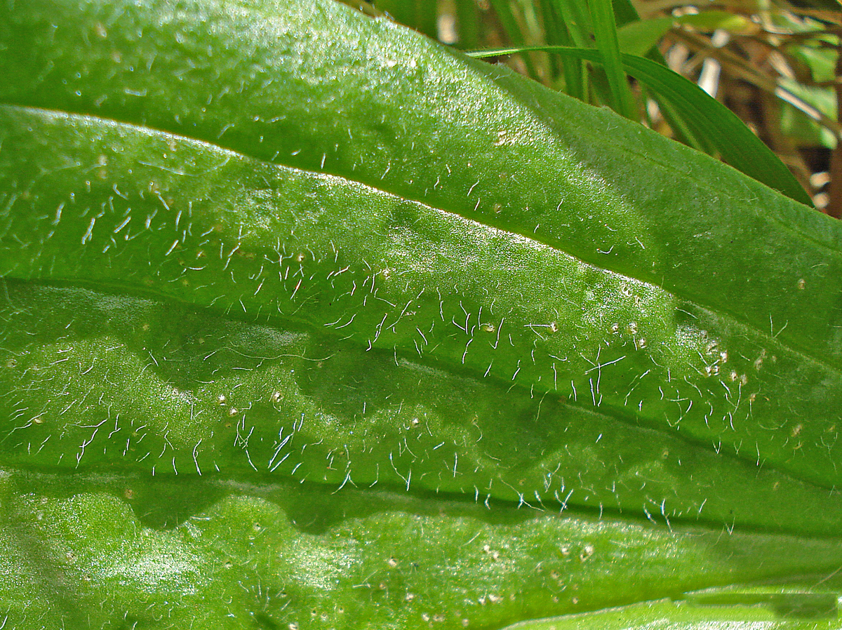 Closeup-of-the-leaf's-surface-of-Narrow-leaf-plantain