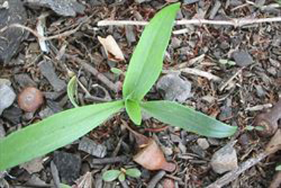 Narrow-leaf-plantain-Saplings