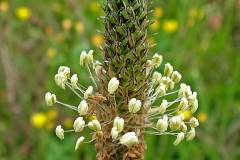 Closer-view-of-Seed-head-of-Narrow-leaf-plantain
