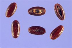 Closer-view-of-seeds-of-Narrow-leaf-plantain